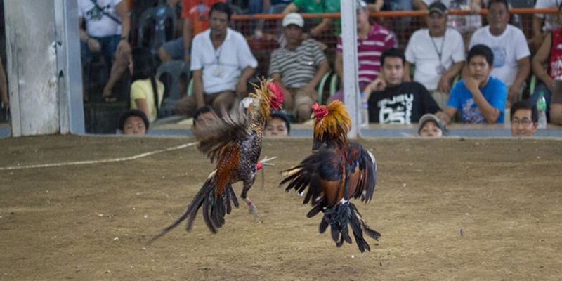 Đá gà Thomo loại hình gắn cựa sắt