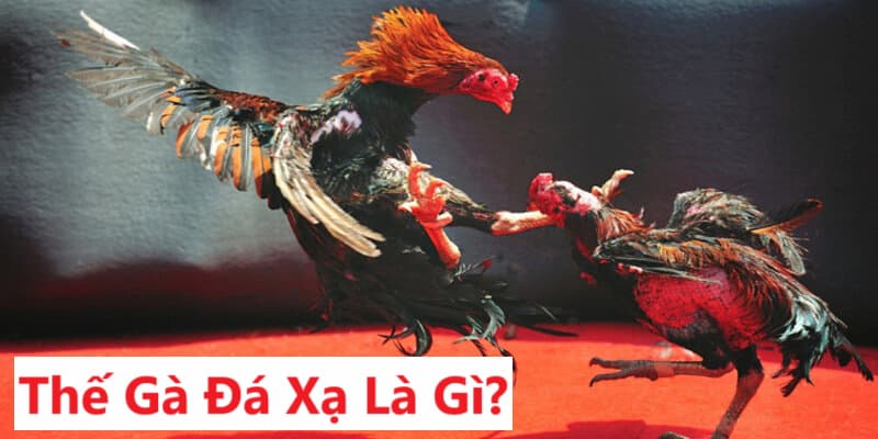 Giới thiệu thế gà đá xạ